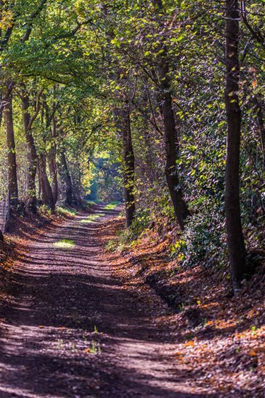 Holle wegen in Paal - Beringen