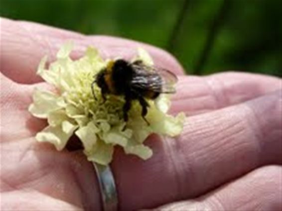 Hommel eet uit de hand - Peer