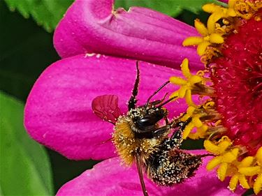 Hommel in actie - Lommel