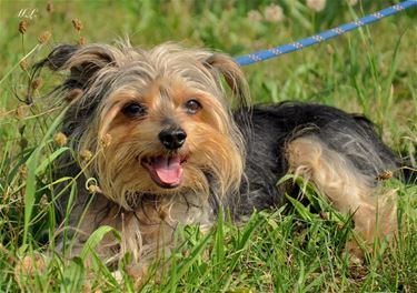 Hond gevonden - Peer