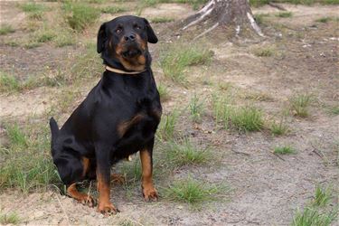 Hond gevonden - Beringen