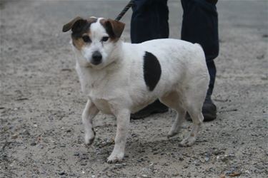 Hond gevonden - Hamont-Achel