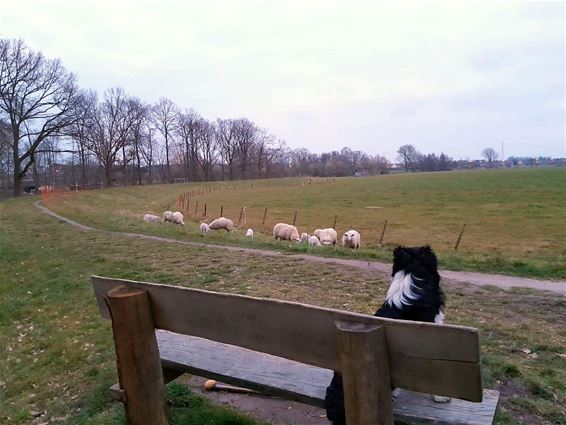 Hond ontdekt benkske - Pelt