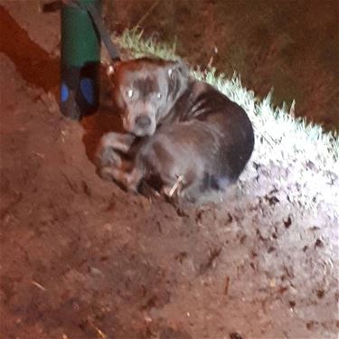 Hond vastgebonden aan lantaarnpaal - Hamont-Achel