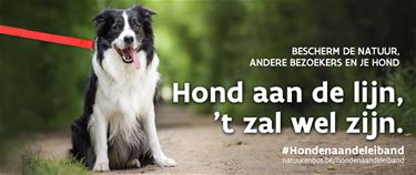 Honden aan de leiband