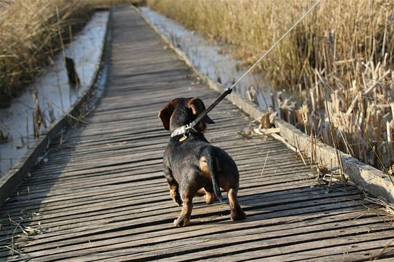 Honden aan de lijn - Neerpelt