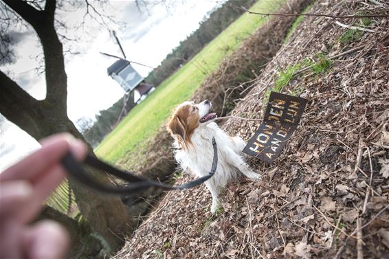 Honden aan de lijn... - Lommel