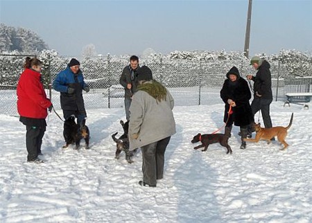 Honden en sneeuw - Hechtel-Eksel & Peer