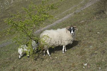 Honden jagen lammetjes de schrik aan - Beringen