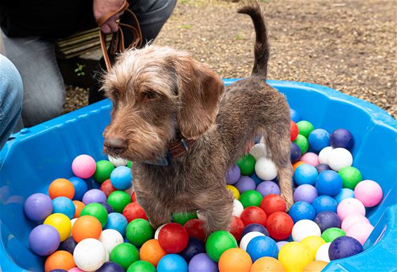 Honden mogen paaseitjes zoeken - Beringen