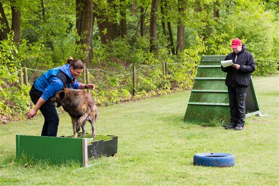 Honden stelen de show - Beringen