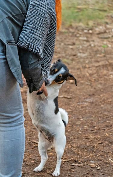 Honden welkom op begraafplaatsen Hamont-Achel - Hamont-Achel