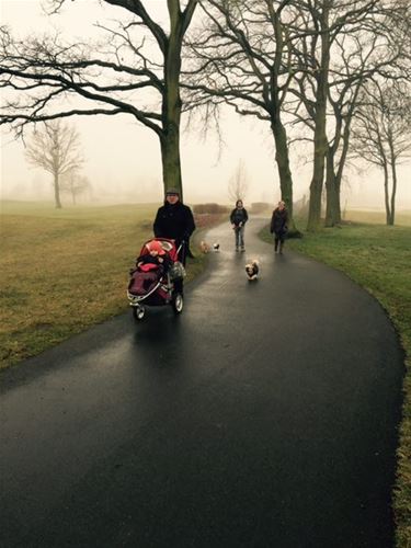 Hondenwandeling Brasserie De Plas - Beringen