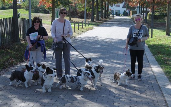 Hondenwandeling Heide-Wachters Mecheltjes - Beringen