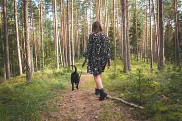 Hondenwandeling in de bossen - Oudsbergen