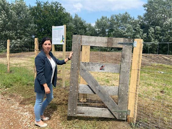 Hondenzone aan Paalse Plas geopend - Beringen