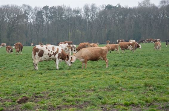 Honderden bezoekers aanschouwen “koeiendans” - Oudsbergen
