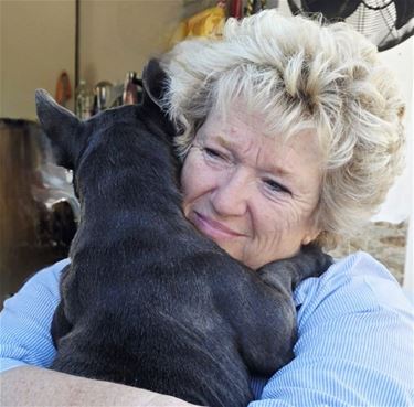 Honderden geredde honden keren terug naar Hamont - Hamont-Achel