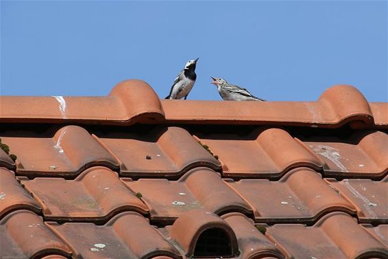 Honger en dorst op hete dakpannen - Neerpelt