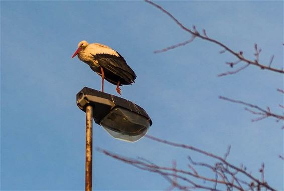 Hoog bezoek bij het ziekenhuis - Pelt