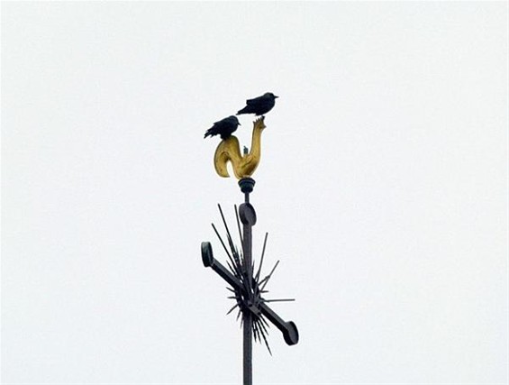 Hoog en droog - Peer