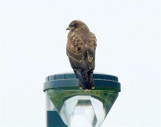 Hoog en droog - Houthalen-Helchteren