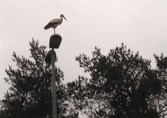 Hoog en niet droog - Overpelt