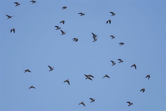 Hoogdag op Maatheide - Lommel