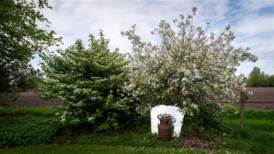 Hoogdagen in de tuin - Hamont-Achel
