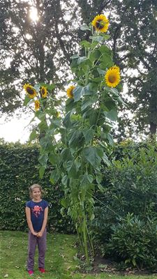 Hoogste zonnebloem van Lommel? - Lommel