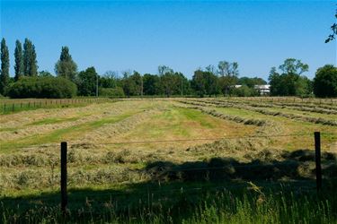 Hooi als de zon schijnt - Beringen & Leopoldsburg