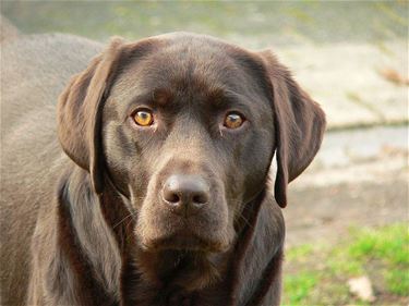 Hou je hond aan de lijn, zeker in het bos