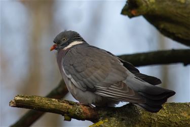 Houtduif (Columba Palumbus) - Beringen