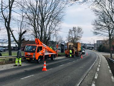 Houthakbeheer aan brug Beverlosesteenweg - Beringen