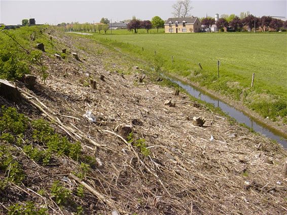 Houtkanten worden gekapt - Bocholt