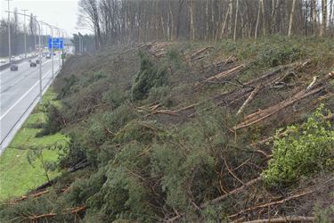 Houtkap langs autostrade - Beringen