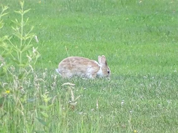 Huisdieren worden gedumpt - Hechtel-Eksel