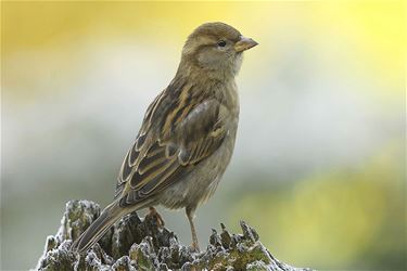 Huismus is meest gespot in Limburg - Beringen & Leopoldsburg