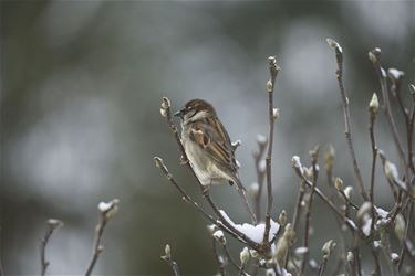 Huismus meest getelde vogel in Limburg