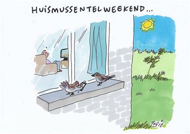 Huismussentelweekend - Pelt