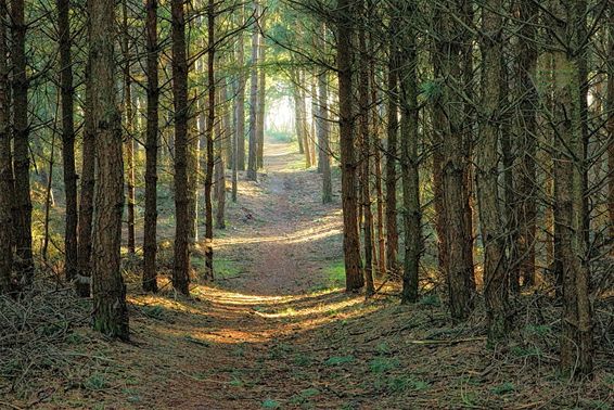 Ideale wandeldagen - Lommel