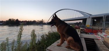 Iedereen voor de brug - Beringen