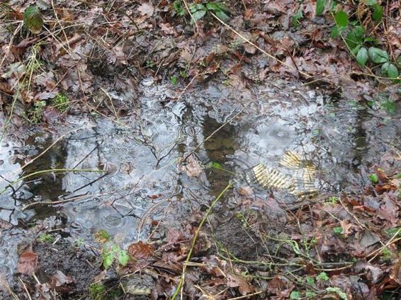 Iemand zijn kogels verloren? - Hechtel-Eksel