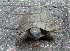 Iemand zijn schildpad kwijt? - Overpelt