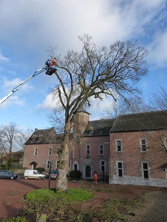 Iep aan commanderij ingesnoeid - Meeuwen-Gruitrode