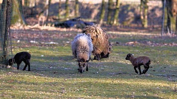 Iets anders dan zwammetjes: lammetjes! - Lommel