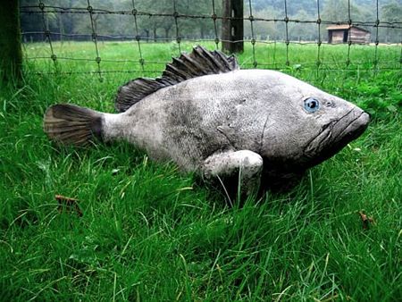 'If a fish could sing...' - Neerpelt