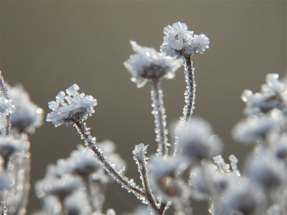 IJskoude foto's - Lommel