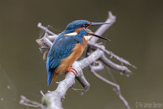 IJsvogel gespot in De Luysen - Bocholt