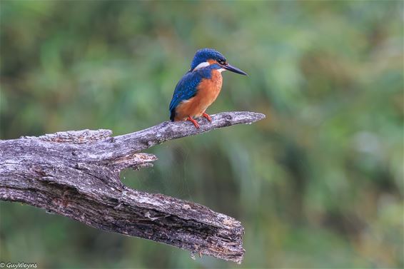 IJsvogeltje haarscherp in beeld aan De Luysen - Bree & Bocholt
